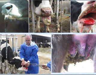  جولان مرگبار تب برفکی ، نوشدارو بازهم دیر رسید/ دامپروری فارس ؛ صنعتی که ناگهان پوست و استخوان شد